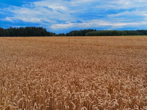 Wheat Field 4K Wallpaper · nature · 3840×2878