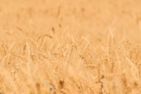 Wheat Field 4K Wallpaper · nature · 3840×2560