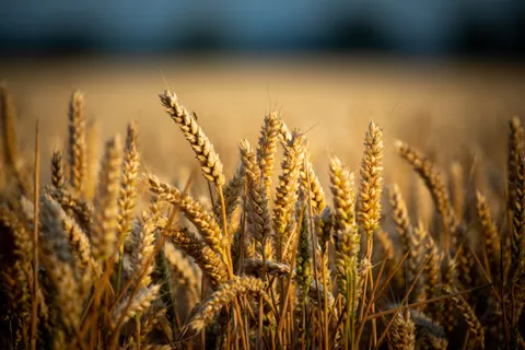 Wheat Field 4K Wallpaper · nature · 3840×2560