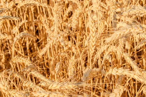 Wheat Field 4K Wallpaper · nature · 3840×2560