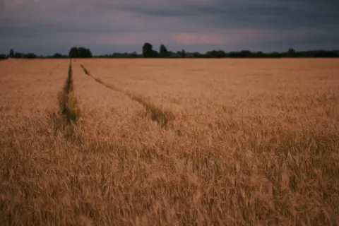 Wheat Field 4K Wallpaper · nature · 3840×2560