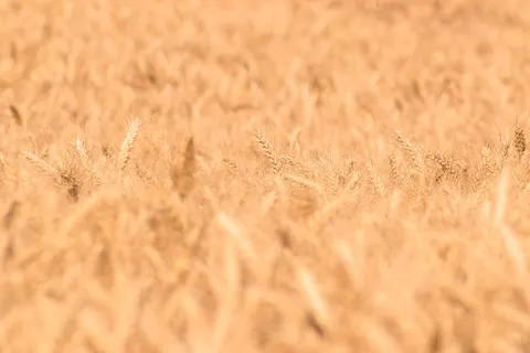 麦田 4K壁纸 · nature · 3840×2560