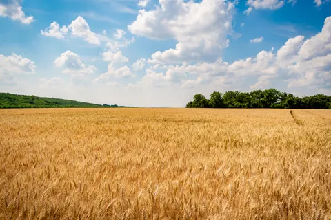 麥田 4K桌布 · nature · 3840×2560