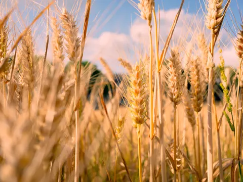 Wheat Field 4K Wallpaper · nature · 3840×2880
