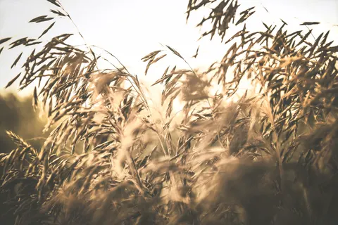 Wheat Field 4K Wallpaper · nature · 3840×2560