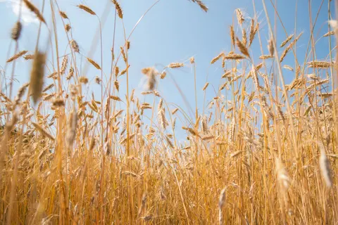 Wheat Field 4K Wallpaper · nature · 3840×2563