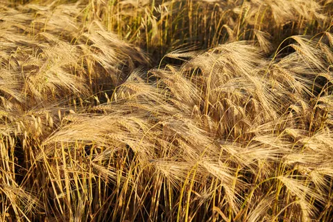 Wheat Field 4K Wallpaper · nature · 3840×2560