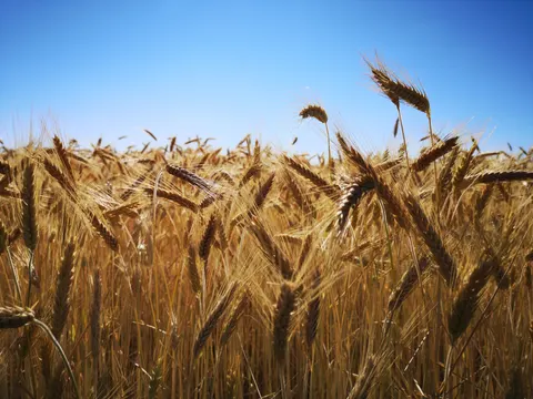 Wheat Field 4K Wallpaper · nature · 3840×2880