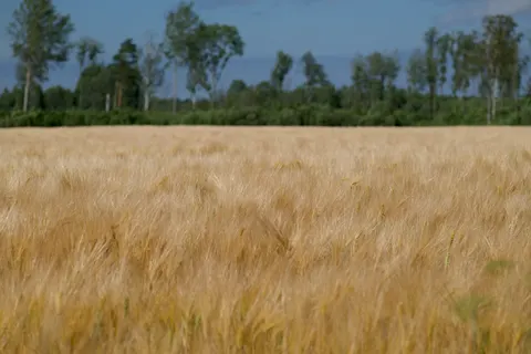 Wheat Field 4K Wallpaper · nature · 3840×2560