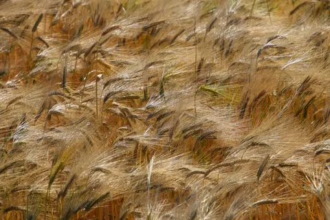 Wheat Field 4K Wallpaper · nature · 3840×2560