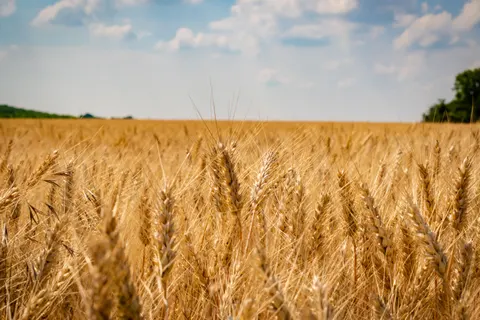 Обои Пшеничное поле 4K · nature · 3840×2560