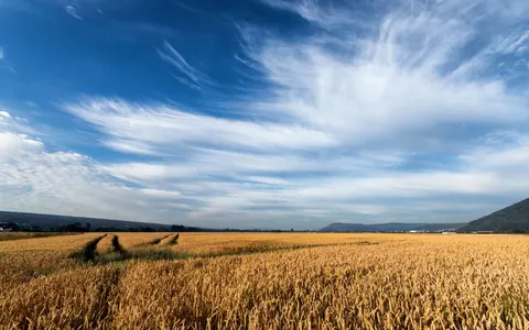 Wheat Field 4K Wallpaper · nature · 3840×2400