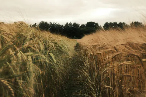 Wheat Field 4K Wallpaper · nature · 3840×2560