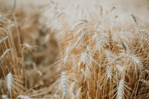 Wheat Field 4K Wallpaper · nature · 3840×2560