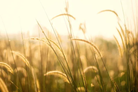 Wheat Field 4K Wallpaper · nature · 3840×2560
