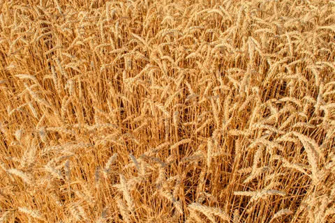 Wheat Field 4K Wallpaper · nature · 3840×2560