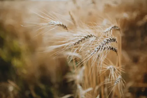 Wheat Field 4K Wallpaper · nature · 3840×2560