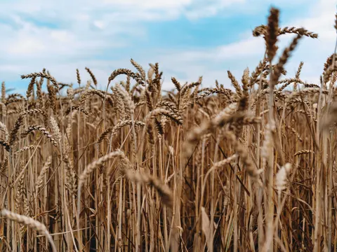 Wheat Field 4K Wallpaper · nature · 3840×2878