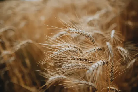 Wheat Field 4K Wallpaper · nature · 3840×2560
