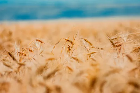 Wheat Field 4K Wallpaper · nature · 3840×2560