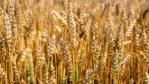 Wheat Field 4K Wallpaper · nature · 3840×2160
