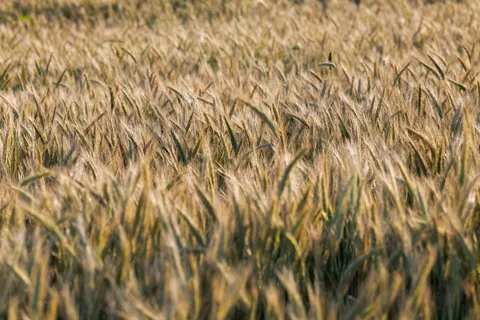 Sfondo Campo di grano 4K · nature · 3840×2562