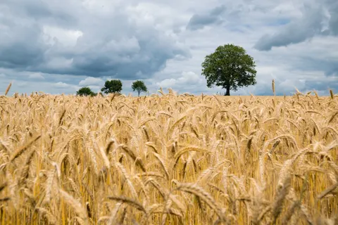 Wheat Field 4K Wallpaper · nature · 3840×2560