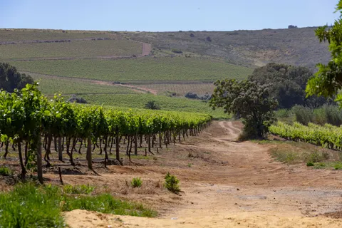 Vineyard Hills 4K Wallpaper · nature · 3840×2561