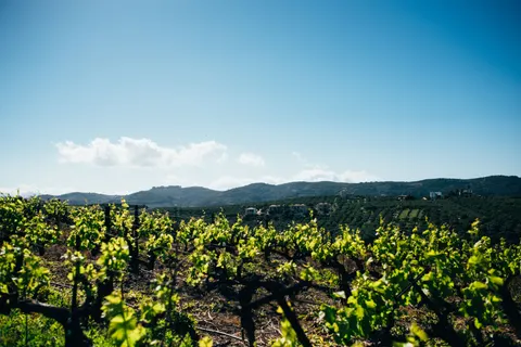 Vineyard Hills 4K Wallpaper · nature · 3840×2563