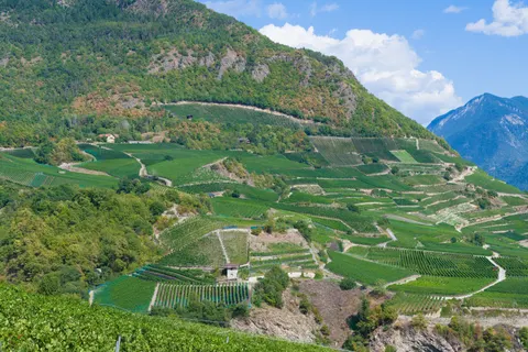 Vineyard Hills 4K Wallpaper · nature · 3840×2558