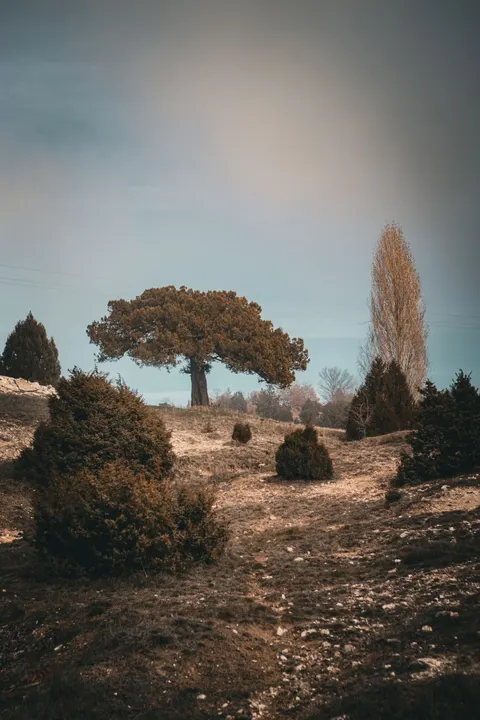 Fantasy Scene Phone Wallpaper · illustration · 1440×2160