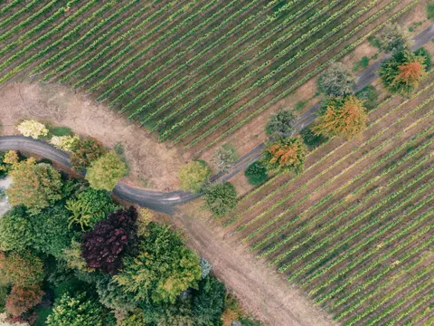 Vineyard Hills 4K Wallpaper · nature · 3840×2880