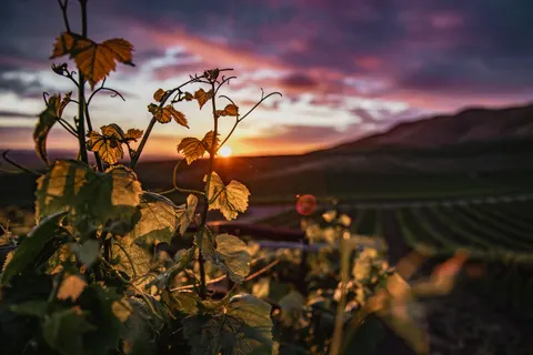 Vineyard Hills 4K Wallpaper · nature · 3840×2560