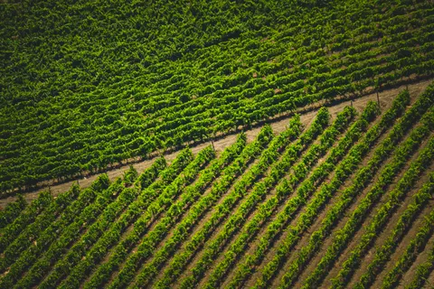 Vineyard Hills 4K Wallpaper · nature · 3840×2560