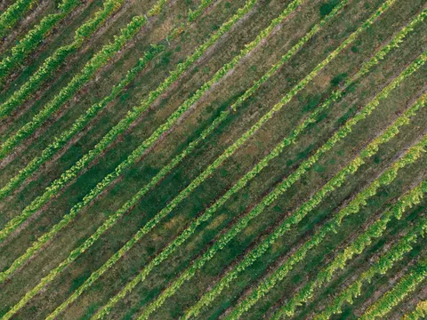 Vineyard Hills 4K Wallpaper · nature · 3840×2880