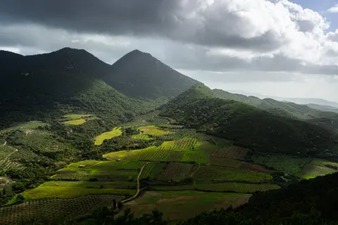포도밭 언덕 4K 배경화면 · nature · 3840×2560