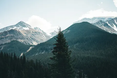 Pine Forest 4K Wallpaper · nature · 3840×2561