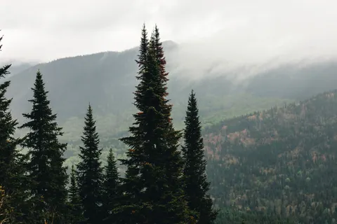 Pine Forest 4K Wallpaper · nature · 3840×2560