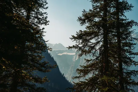 松樹林 4K桌布 · nature · 3840×2560