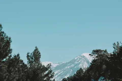 소나무 숲 4K 배경화면 · nature · 3840×2560