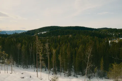 Kiefernwald 4K Hintergrundbild · nature · 3840×2560