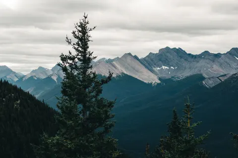 Pine Forest 4K Wallpaper · nature · 3840×2560
