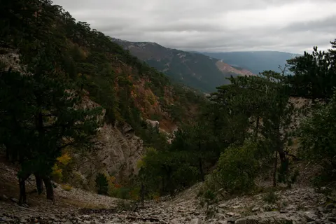 Обои Сосновый лес 4K · nature · 3840×2560