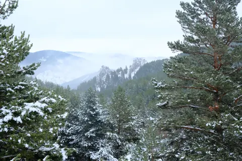 松樹林 4K桌布 · nature · 3840×2560