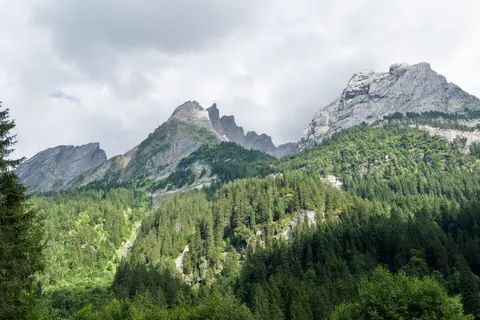 松树林 4K壁纸 · nature · 3840×2558