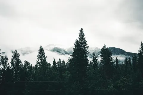 Fond d'écran Forêt de pins 4K · nature · 3840×2561