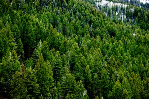 松樹林 4K桌布 · nature · 3840×2560