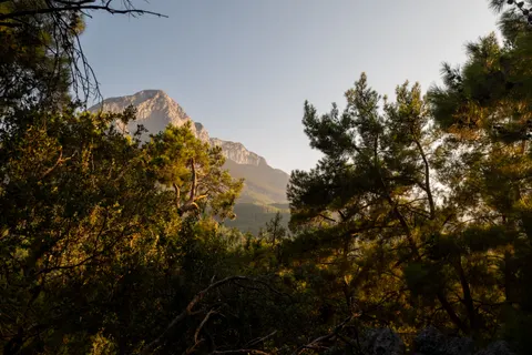 Pine Forest 4K Wallpaper · nature · 3840×2560