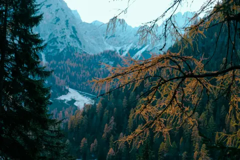 Kiefernwald 4K Hintergrundbild · nature · 3840×2560