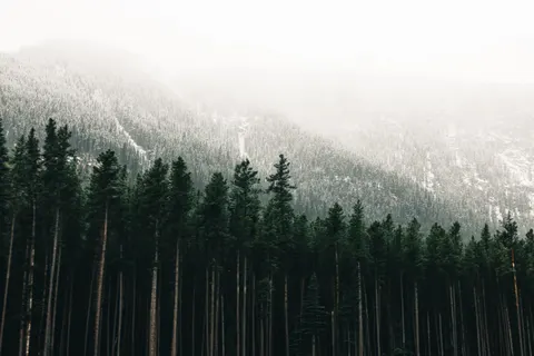 소나무 숲 4K 배경화면 · nature · 3840×2561
